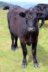 Welsh Black Cow, Twmbarlwm, Upper Cwmbran, South Wales, UK