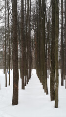 Winter snowy alley in Moscow, Russia. Snow-covered tunnel among tall pine trees. 