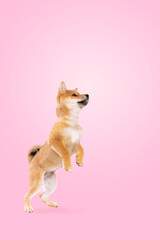 jumping shiba inu puppy dog in front of pink gradient background