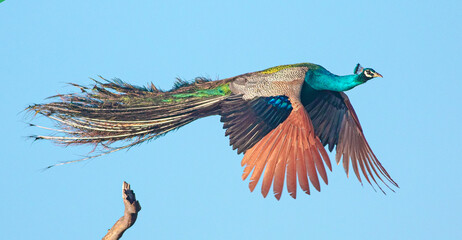 Peacock flying; Flying peacock; Ravana; Peacock glowing; blue peacock in flight; shinning peacock from Sri Lanka