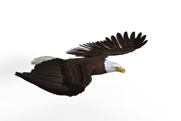 Bald Eagle gliding. 3d illustration isolated on white background.