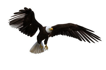 Bald Eagle taking off. 3d illustration isolated on white background.