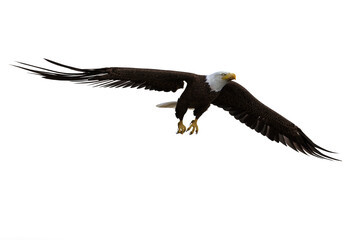 Bald Eagle flying down to land. 3d illustration isolated on white background.