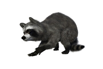 Raccoon foraging for food. 3d illustration isolated on white background.