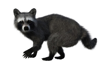 Raccoon looking startled. 3d illustration isolated on white background.
