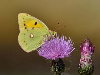 Clouded Yellow butterfly, Colias crocea, on a thistle flower, near Onteniente, Spain.