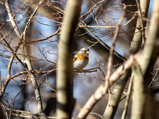 brambling in a Japanese forest park 1