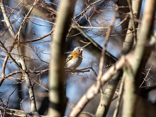 brambling in a Japanese forest park 2