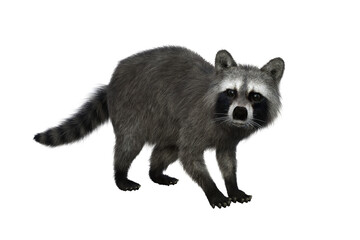 Raccoon looking alert. 3d illustration isolated on white background.