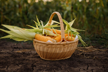 Corn placed in a basket / Farmer harvest concept of corn planting