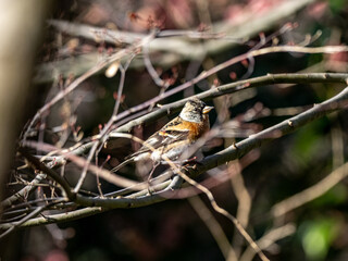 brambling in a Japanese forest park 3