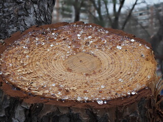 Corte de árbol supurando sabia pino de parque