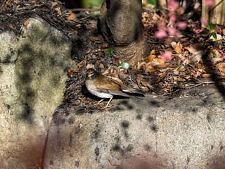 Pale thrush standing on concrete ledge 3