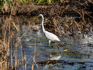 Great Egret relfected wading in shallow pond 11