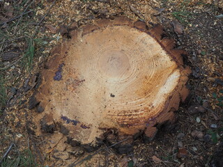 toc&oacute;n de arbol tras cortarlo en un parque despues de tomernta
