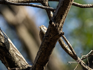 Japanese pygmy woodpecker on bare winter tree 5