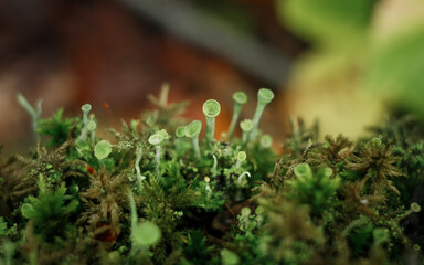 Natural forest background with inedible mushrooms and moss
