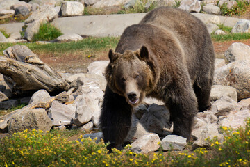 A large brown bear climbing over rocks at Grizzly Wolf and Discovery Center in West Yellowstone,...