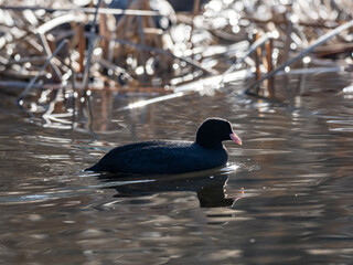 Eurasian coot swims in Izumi forest pond 1