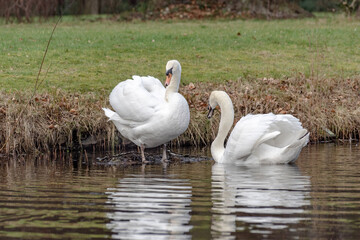 Reunion of a pair of white swans