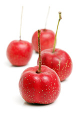 Hawthorn on a white background 