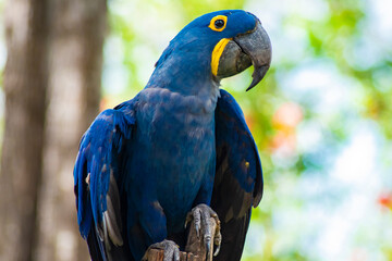 blue hyacinth macaw close up