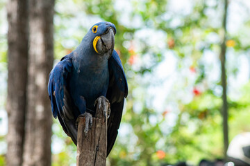 blue hyacinth macaw close up