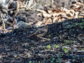 Female Daurian Redstart on the ground in a forest 4