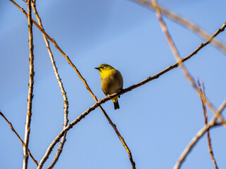 Japanese white-eye in empty winter tree 2