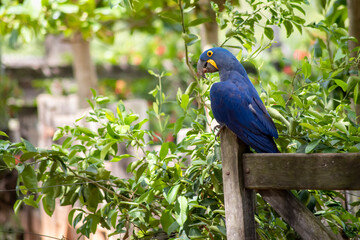 blue hyacinth macaw on a wooden fence