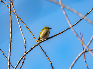 Japanese white-eye in empty winter tree 4