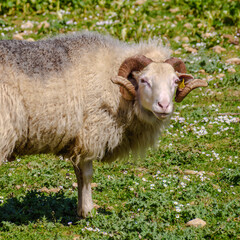 Sheep Mallorca