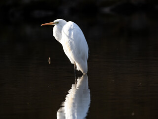 Great Egret relfected wading in shallow pond 4