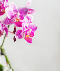 Fototapeta na wymiar branch of pink and purple orchid flowers
