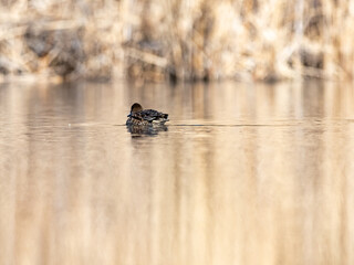 green winged teal duck flock on Izumi pond 7