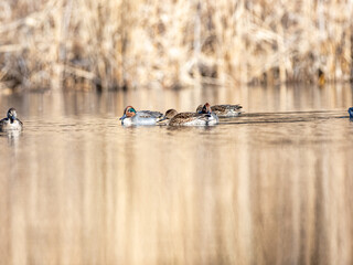 green winged teal duck flock on Izumi pond 9