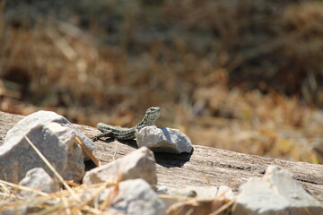 lizard on the rocks