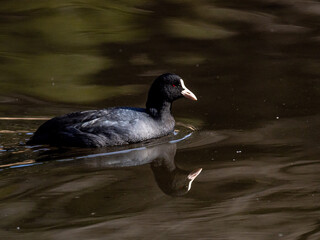 Eurasian coot swims in Izumi forest pond 17