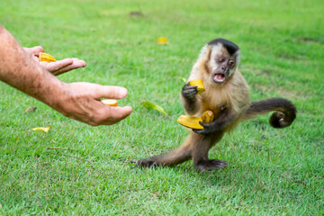Capuchin monkey grabbing food 