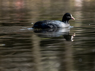 Eurasian coot swims in Izumi forest pond 18