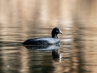 Eurasian coot swims in Izumi forest pond 19