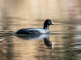 Eurasian coot swims in Izumi forest pond 20