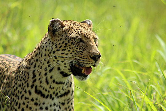 African Leopard (Panthera pardus) stalking in long grass, Kruger National Park, South Africa