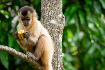 Fototapeta premium Capuchin monkey in the jungle eating banana