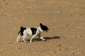 A dog having a good time running on the beach