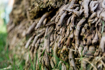 Beautiful texture of the big coconut palm roots
