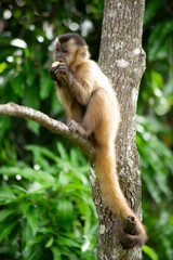 Capuchin monkey in the jungle eating banana
