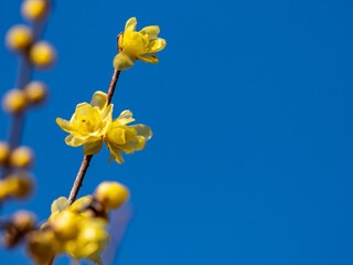 Yellow wintersweet blossoms in Japanese park 3