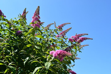 buddleja davidii butterfly bush perfectly formed lilac colour