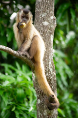 Capuchin monkey in the jungle eating banana